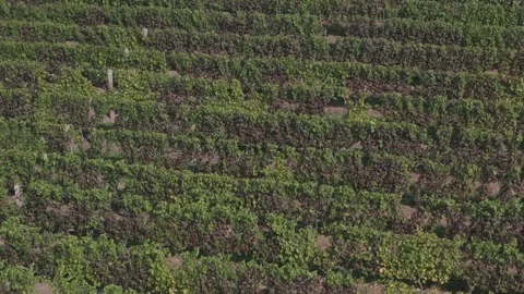 Vineyard winery farm flyover 스톡 동영상 252679439