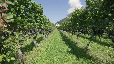 Vineyard Winery Walk through Blue Grapes Stock Footage 209198634