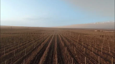Vineyard in winter with background of snowy mountains Stock Footage 49667673