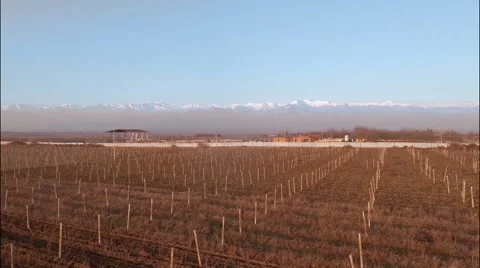 Vineyard in winter with background of snowy mountains Stock Footage 49667687