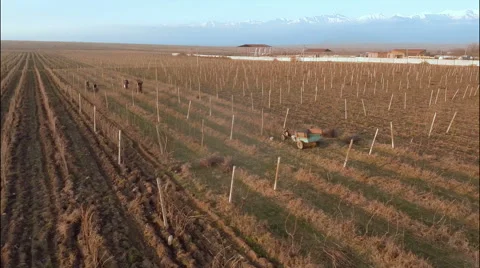 Vineyard in winter with background of snowy mountains Stock-Footage 49667714