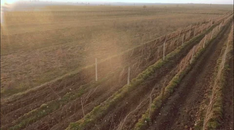 Vineyard in winter with background of snowy mountains Stock Footage 49667737