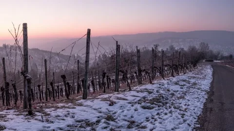 Vineyard in winter dawn with snow Stock Footage 136965431