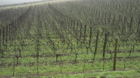 Vineyard in the winter Stock Footage 58758723