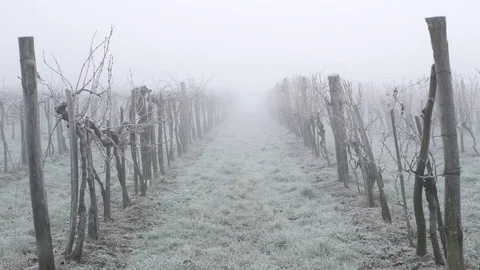 Vineyard in winter Stock Footage 83779438