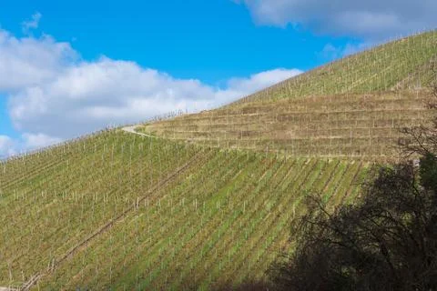Vineyard Winter Landscape Empty Green Beautiful Blue Skies Warm Weather Sprin Stock Photos