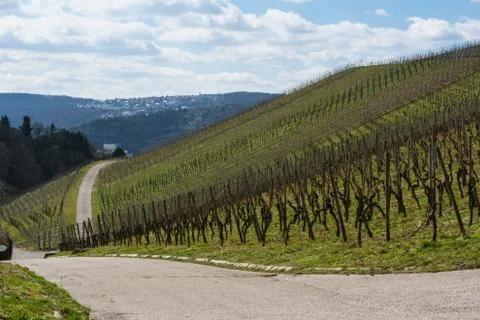 Vineyard Winter Landscape Empty Green Beautiful Blue Skies Warm Weather Sprin Foto stock