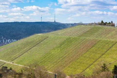 Vineyard Winter Landscape Empty Green Beautiful Blue Skies Warm Weather Sprin Stock Photos