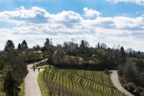 Vineyard Winter Landscape Empty Green Beautiful Blue Skies Warm Weather Sprin Stock Photos