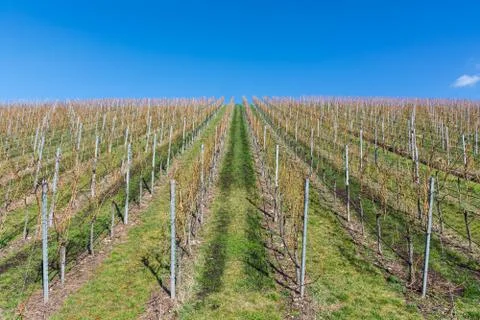Vineyard Winter Landscape Empty Green Beautiful Blue Skies Warm Weather Sprin Stock Photos
