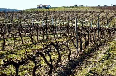 Vineyard in winter Stock Photos
