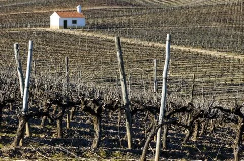 Vineyard in winter Stock Photos