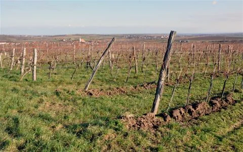 Vineyard in winter Stock Photos