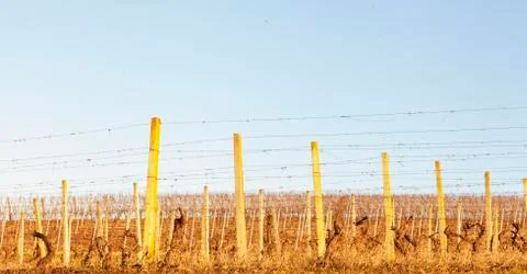 Vineyard in winter Stock Photos