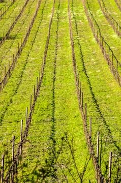 Vineyard in winter Stock Photos