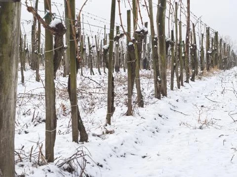 Vineyard at Winter Stock Photos