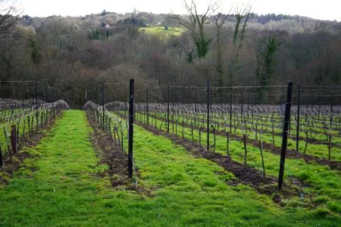 Vineyard in the winter 写真素材
