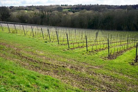 Vineyard in the winter Stock Photos