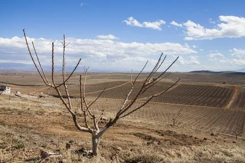 Vineyard in winter Foto stock