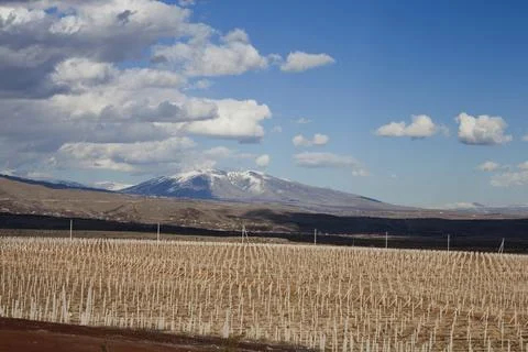 Vineyard in winter Fotos de archivo