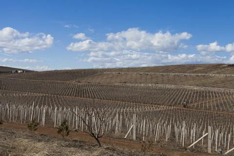 Vineyard in winter Stock Photos