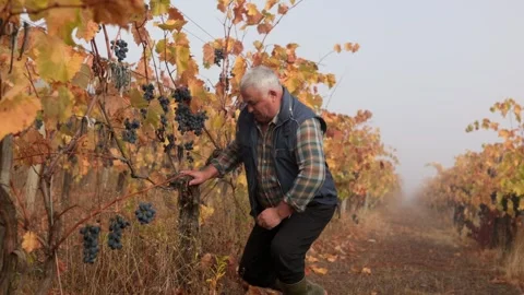 Vineyard Wisdom Senior Farmer Ensuring Quality in Harvested Grapes Stock Footage 276711187