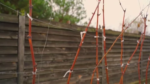 Vineyard without leaves before winter, close-up Stock Footage 323054666