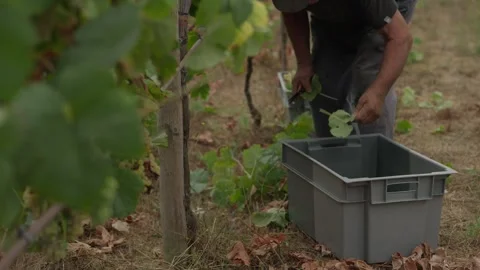 Vineyard Worker Bending Over Empty Harvest Crate While Picking White Grapes Stock Footage 345022076