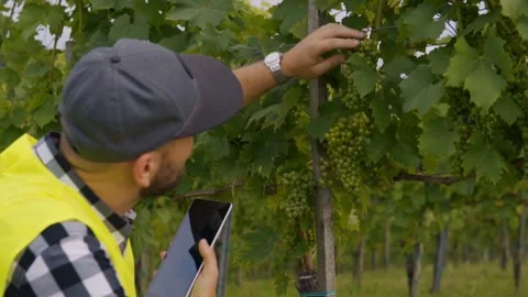 Vineyard worker checking grape clusters while using tablet in Jeruzalem Slovenia Stock Footage 334040106