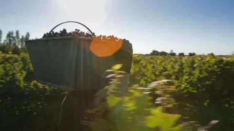 Vineyard Worker Stock Footage 117117773