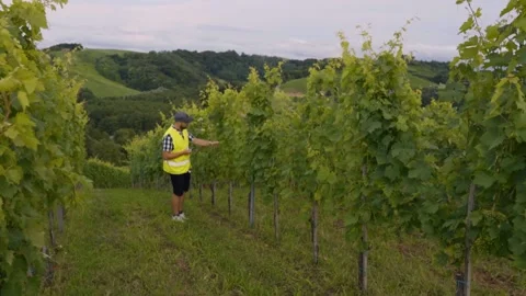 Vineyard worker inspecting grape vines in hillside landscape of Jeruzalem Stock Footage 334041121