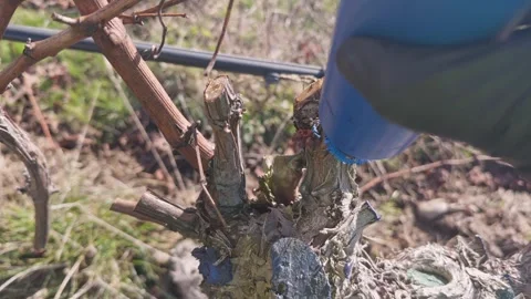 Vineyard worker sealing grapevine cuts. Stock Footage 342035269