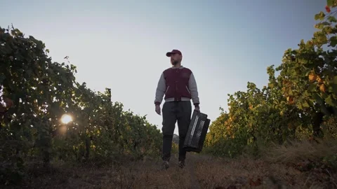 Vineyard worker stands between rows of grapevines with a box during the harvest Stock Footage 270062285