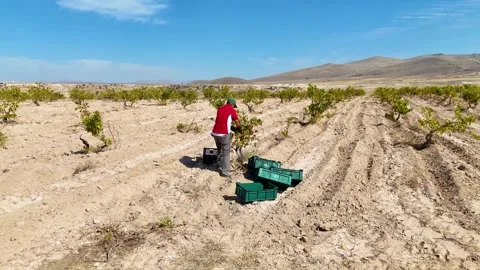 Vineyard worker tending to grapevines in a rural field with mountain background Stock Footage 333268887