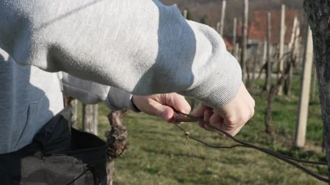 Vineyard worker tying grapevine canes during winter pruning Stock Footage 333791579