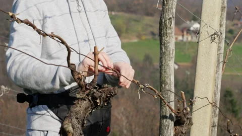Vineyard worker tying grapevines to trellis wire in spring Stock Footage 333791869