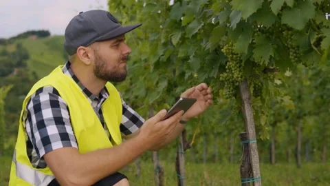 Vineyard worker using tablet for crop monitoring in Jeruzalem Slovenia Stock Footage 334116795