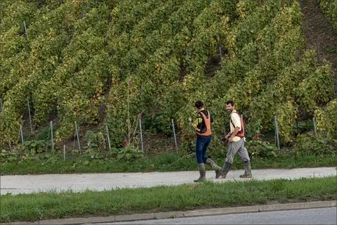 Vineyard workers with electronic pruning shears Stock Photos