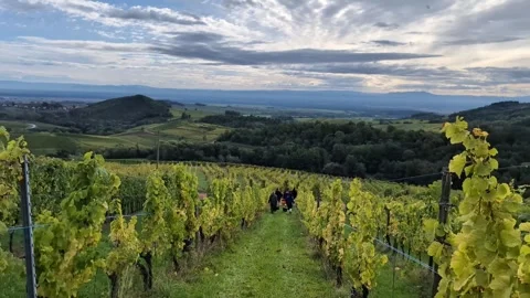 Vineyard workers finished their work on vineyard during wine harvest season. Stock Footage 290454598