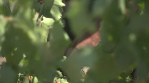 Vineyard workers Stock Footage 336009865