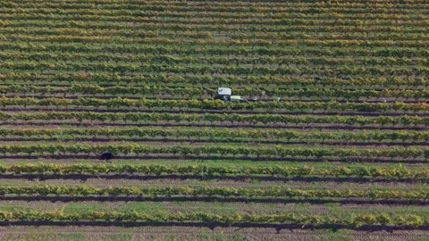 Vineyard workers preparing for harvest in Cromwell, New Zealand. Stock Footage 338373821