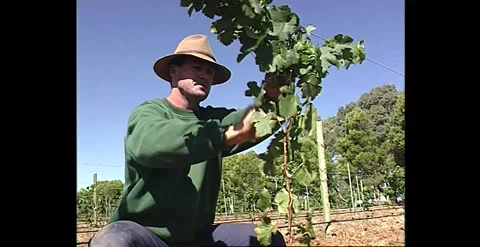 Vineyard Workers Tending Grapevines (1990s) Stock Footage 319423913