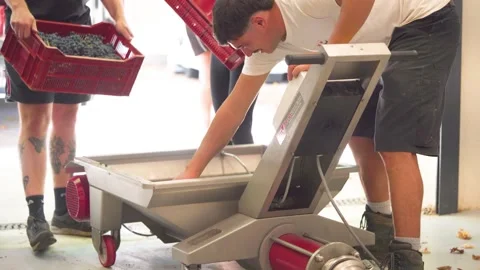 Vineyard Workers Using Grape Sorting Machine During Harvest, Wine Production Vídeo Stock 331043375