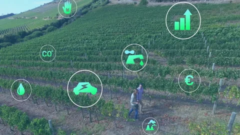 Vineyard workers walking through terraced hills, discussing digital Stock-Footage 308206540