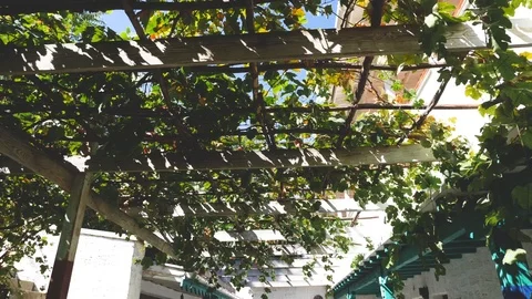 Vineyard in the yard. through the leaves of grapes penetrate the sun's rays Stock Footage 124841859