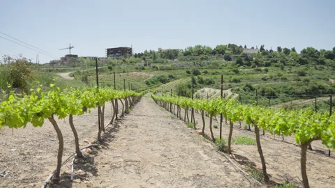 Vineyard young grape field rows Vidéo 346174191