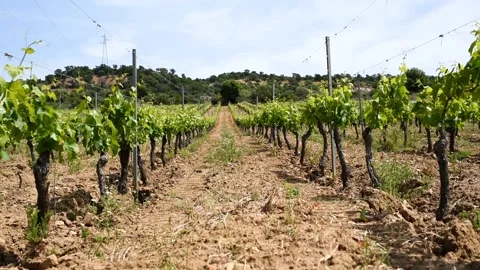 Vineyard with young shoots on the branches in spring. Agriculture. Stock Footage 195362643