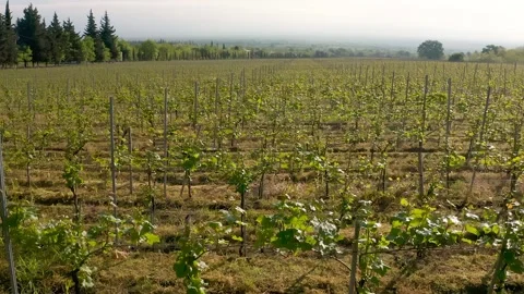 Vineyard young spring grapes drone video footage Vídeo Stock 153800301