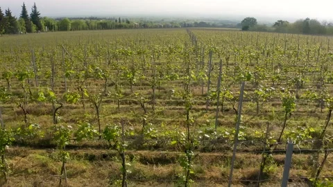 Vineyard young spring grapes drone video footage Vídeo Stock 153800433