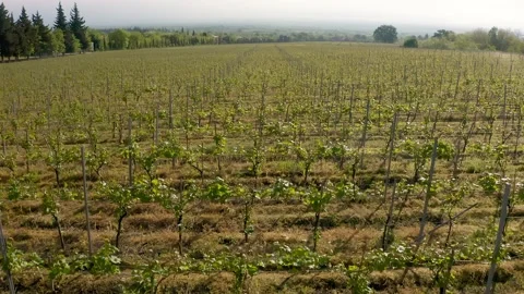 Vineyard young spring grapes Vídeo Stock 153800065